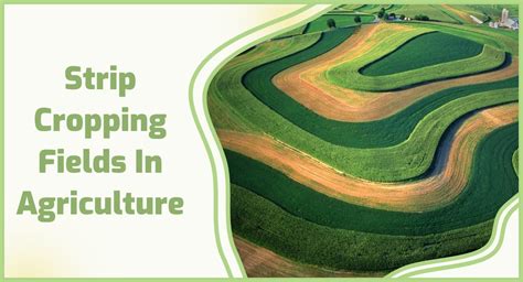 strip crop|buffer strip cropping.